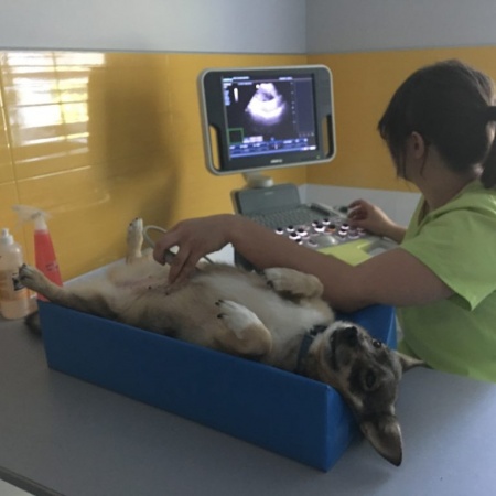 operacja krgosupa u psa Bielsko